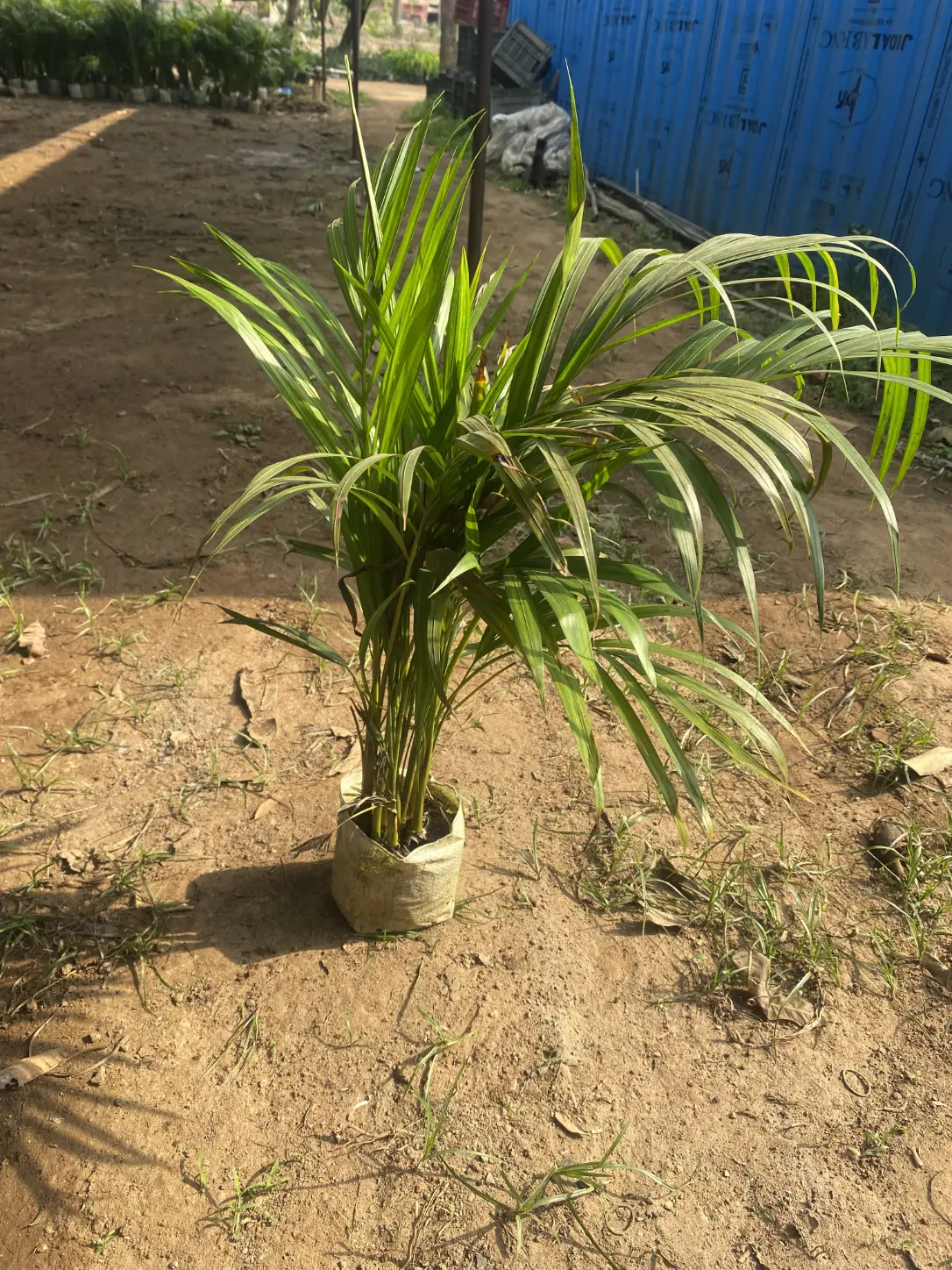 Areca_palm_front