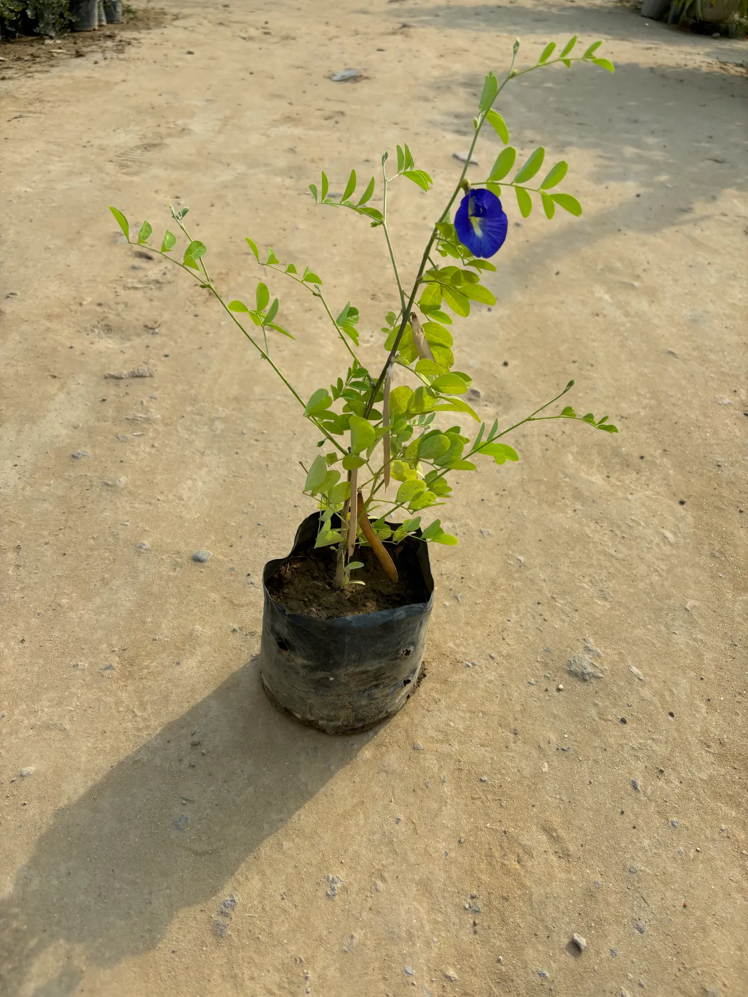 aprajita _ parijat front