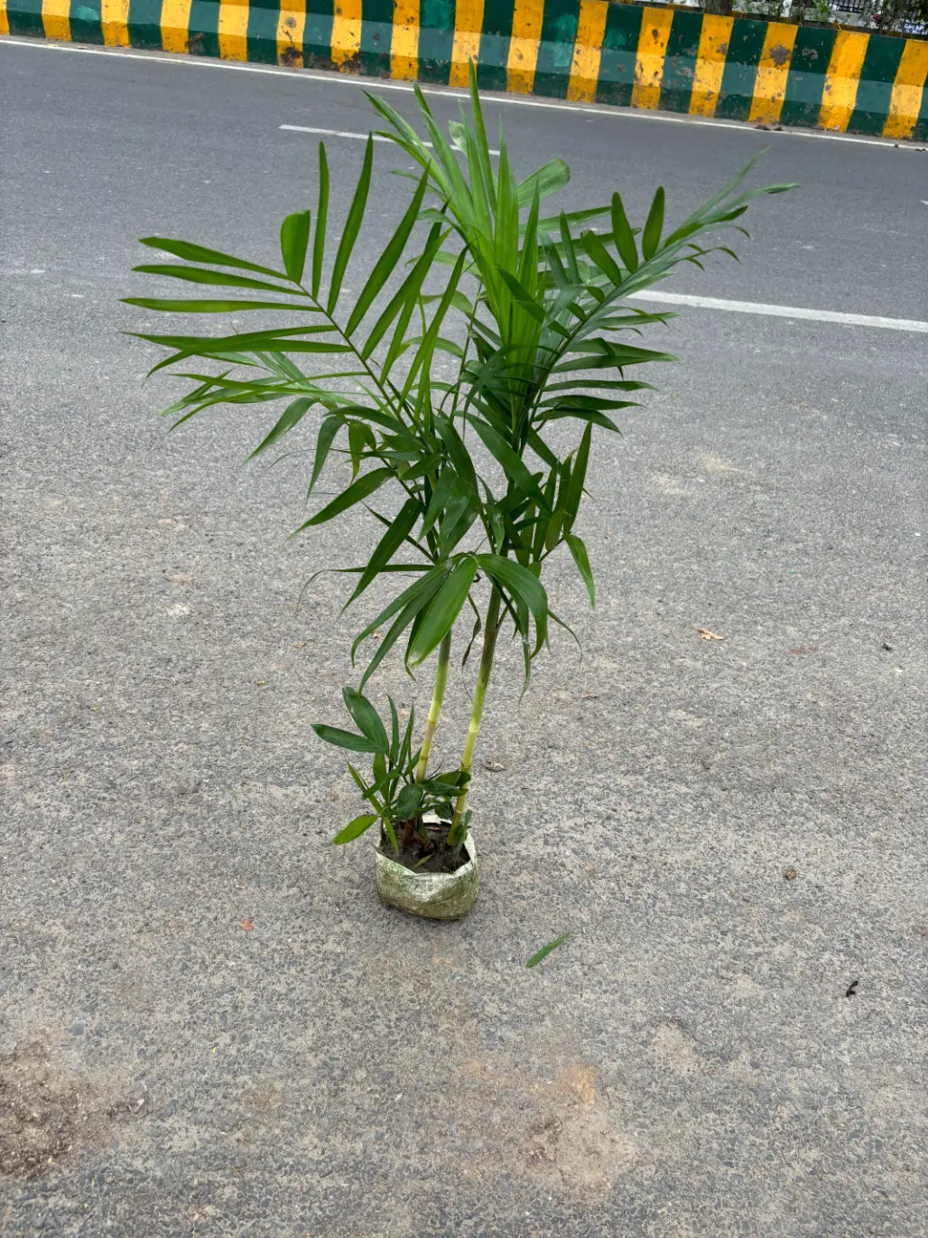 bamboo palm