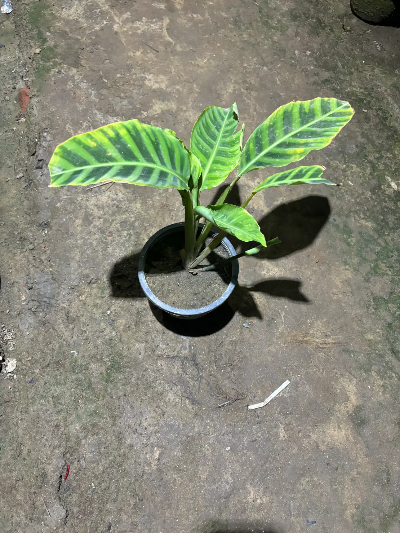 calathea maranta front